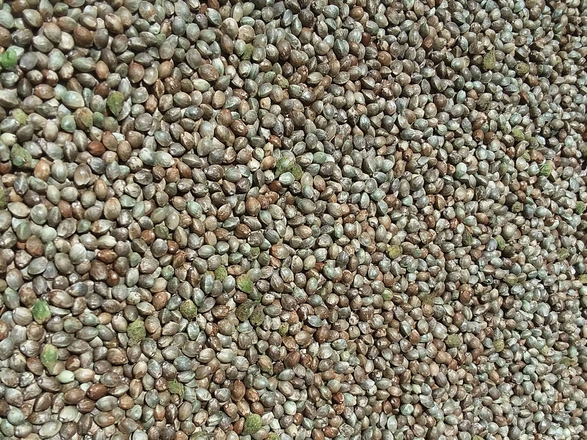 hemp-seed-photo-redo-ii